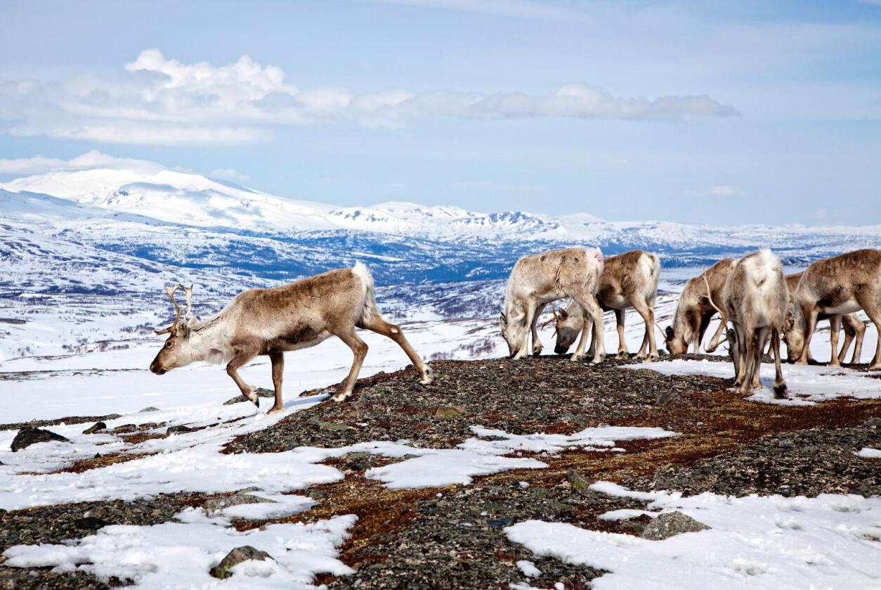 Tre ville reinsdyr har blitt smittet med den ekstremt dødelige hjortesykdommen CWD. Foto: Bente Haarstad