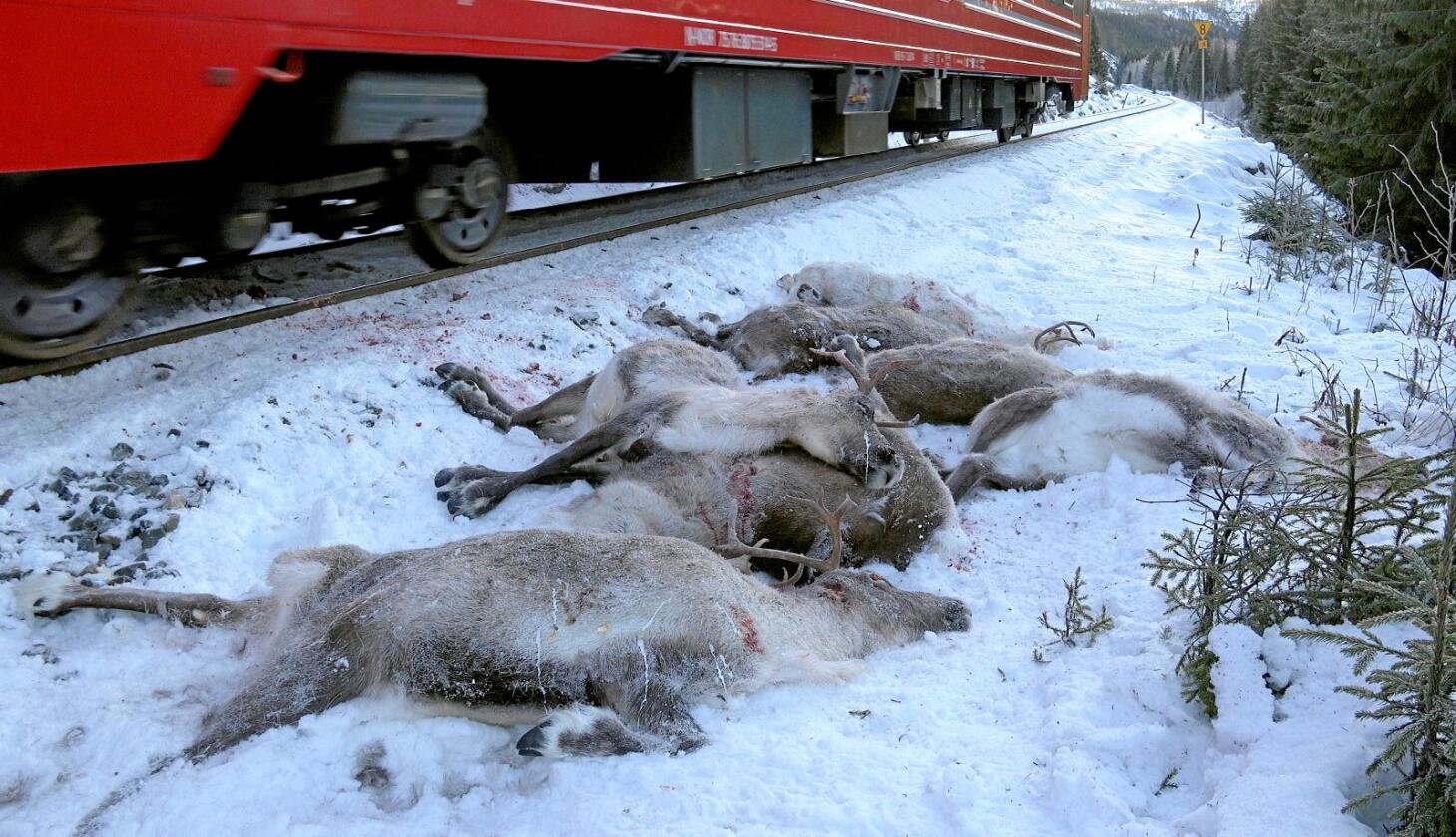 Døde dyr: 110 reinsdyr ble påkjørt og drept av toget sist uke. Foto:John Erling Utsi/Scanpix