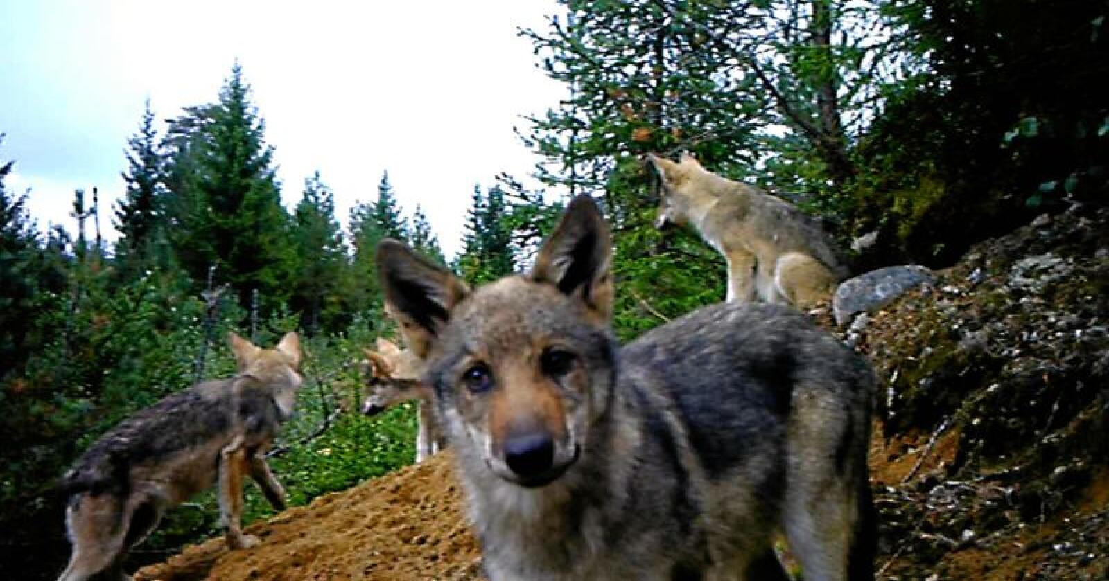 Undrande: Her ser vi fire ulvekvalpar, éin av dei heilt oppe i viltkameraet som er utstasjonert i Finnskogen. Foto: Skjermdump / Egil Tømte Austad / Kjell Skogsrud