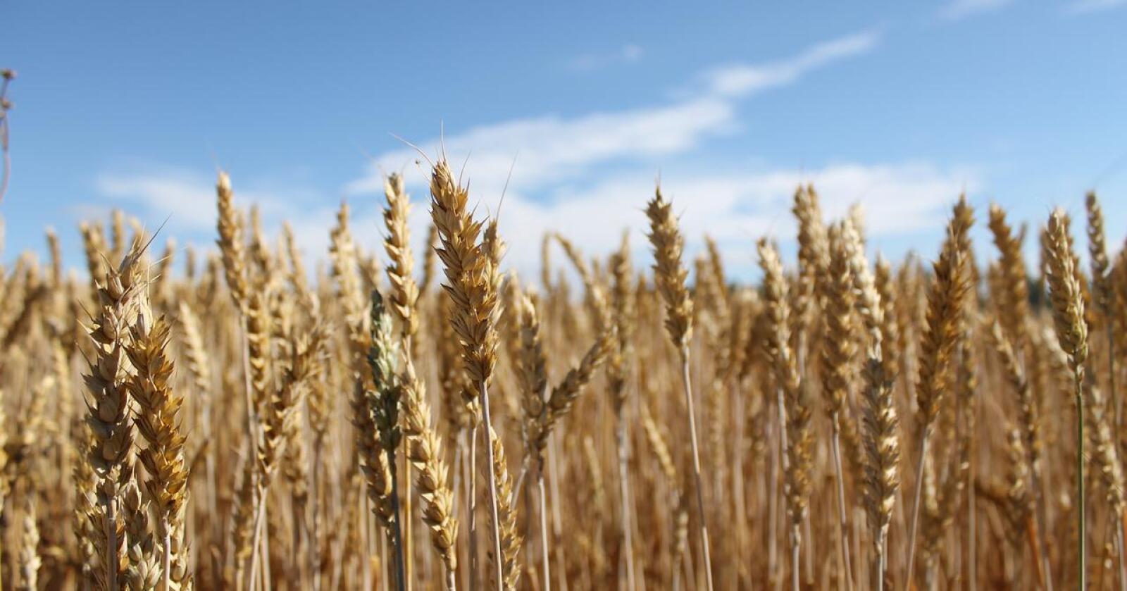 EU har denne uken nedjustert avlingsprognosene for korn som følge av tørken. Illustrasjonsfoto: Marit Glærum