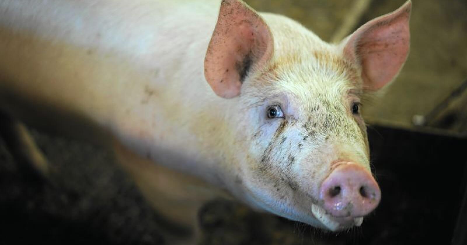 Afrikansk svinepest: Norsvin, Bondelaget og Mattilsynet frykter innførsel av afrikasn svinepest ved import av grovfôr. 