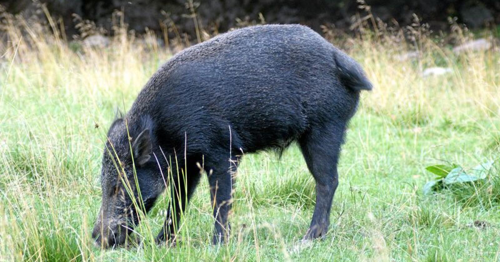 Tidlig i fjor høst ble afrikansk svinepest oppdaget i Belgia, det har blitt oppdaget flere hundre tilfeller av villsvin smittet av sjukdommen siden da. Foto: Mostphotos
