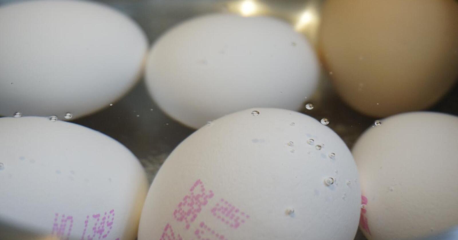 Mattilsynet sier fugleinfluensasituasjonen mest sannsynlig ikke kommer til å få bethydning for tilgangen på egg i butikkene. Foto: Mariann Tvete
