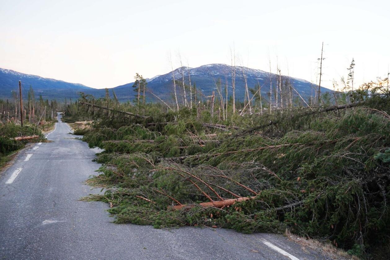 Hedalen i Sør-Aurdal kommune var blant områdene hvor mest skog gikk tapt i stormen som rammet store områder på Østlandet i november i fjor. Foto: Øyvind Aukrust. 