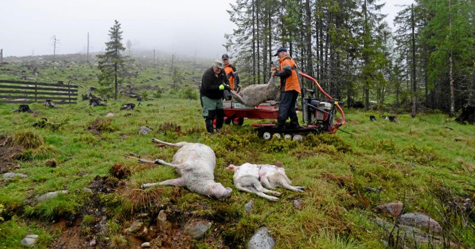 I fjor sommer ble flere hundre sauer tatt av ulv på Hadeland. Foto: Mariann Tvete