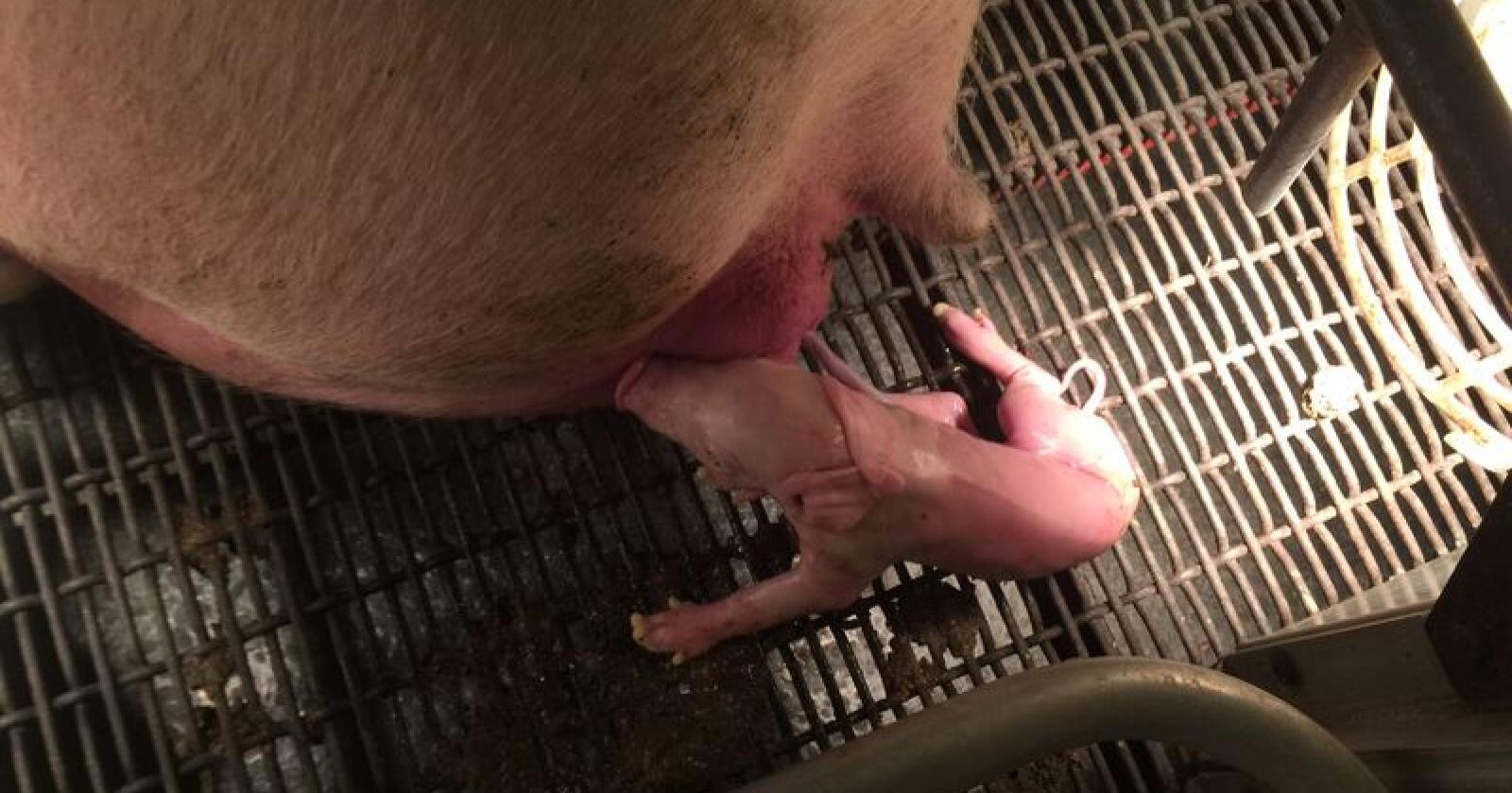 De første genmodifserte grisene som ikke trenger å kastreres er født i USA. Illustrasjonsfoto, Josh Flint. 