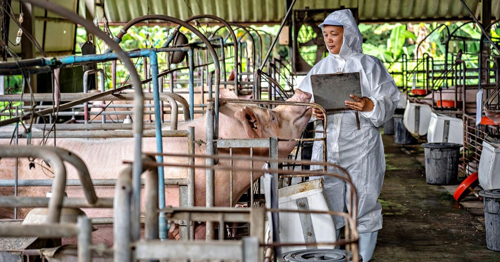 Kinesisk svineproduksjon: I disse dager sluttføres det som skal være Kinas største anlegg til svineproduksjon noensinne. På bildet ser vi utførelse av smittevern på en kinesisk svinegård av en litt annen type. Illustrasjonsfoto: Shutterstock
