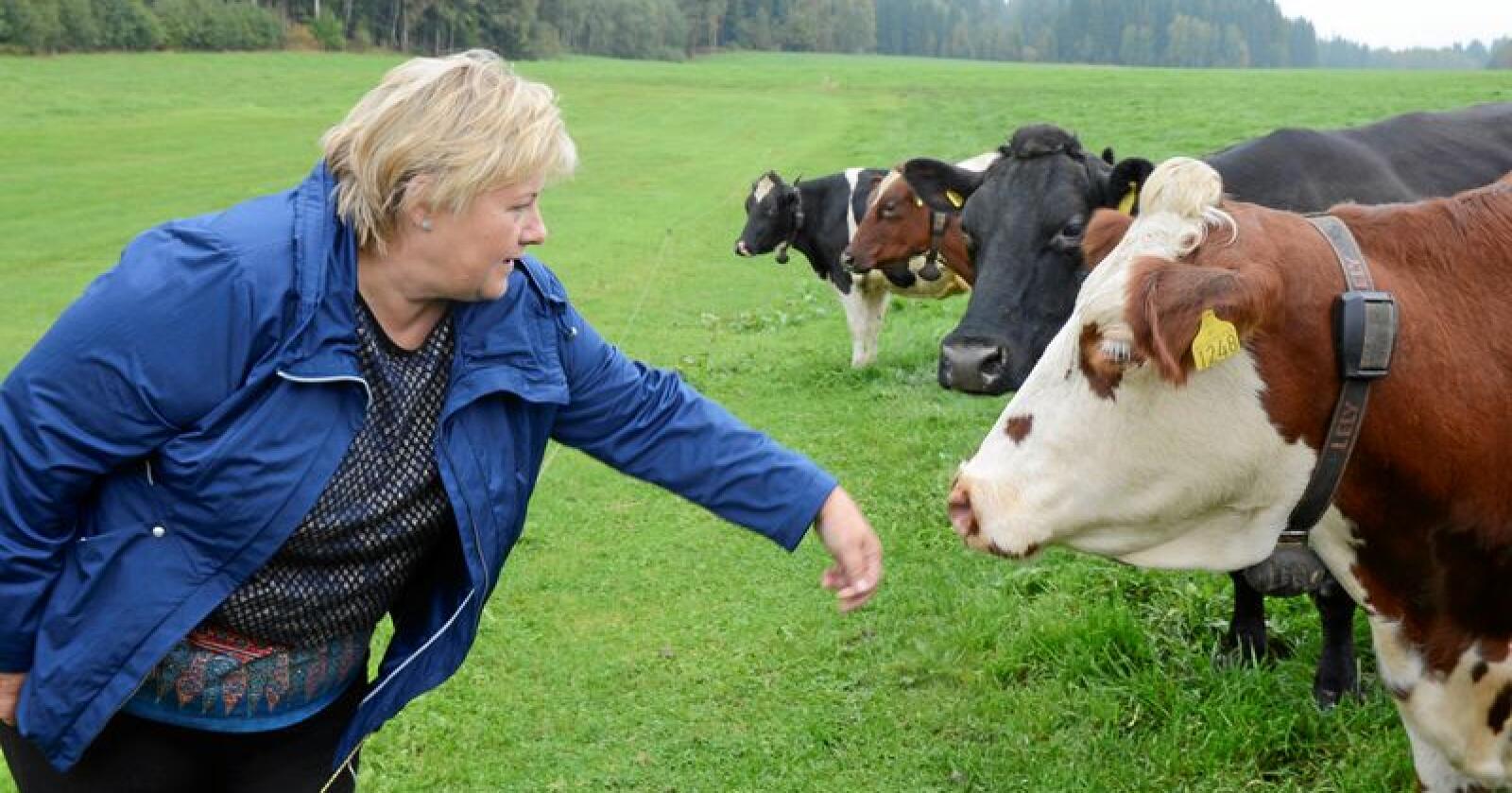 Erna Solberg mener regjeringen har vært for raus i sitt tilbud til bøndene i årets jordbruksforhandlinger. Foto: Mariann Tvete