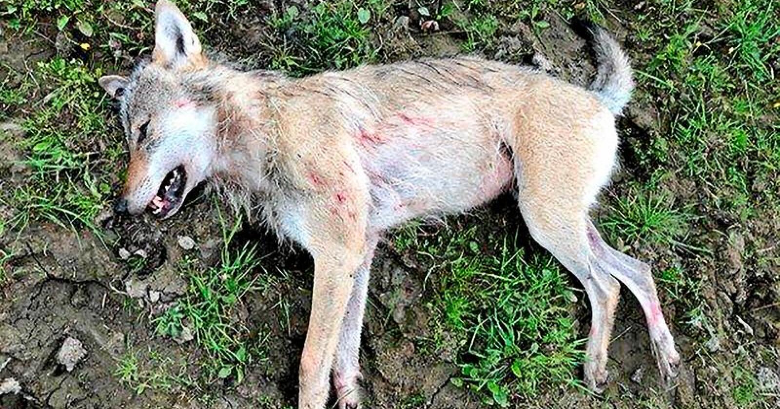 Ulven ble skutt på et beite i Sør-Odal. Foto: Politiet / NTB scanpix