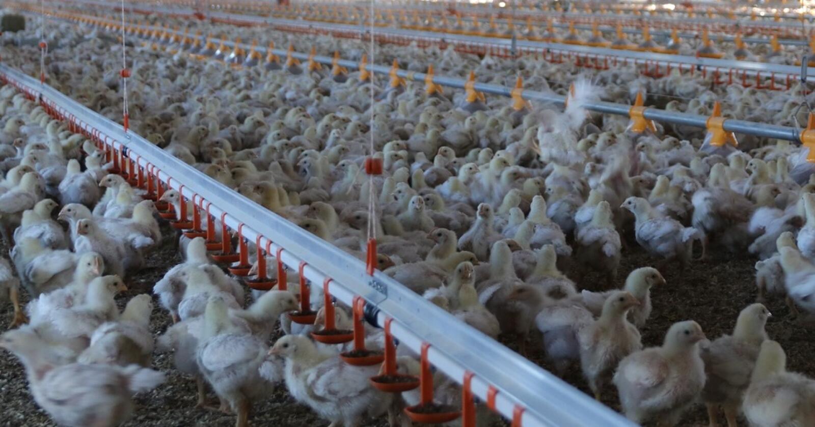 SAKTEVOKSENDE: Fra 2023 skal Prior levere saktevoksende kylling til Norgesgruppen. Foto: Øystein Heggdal