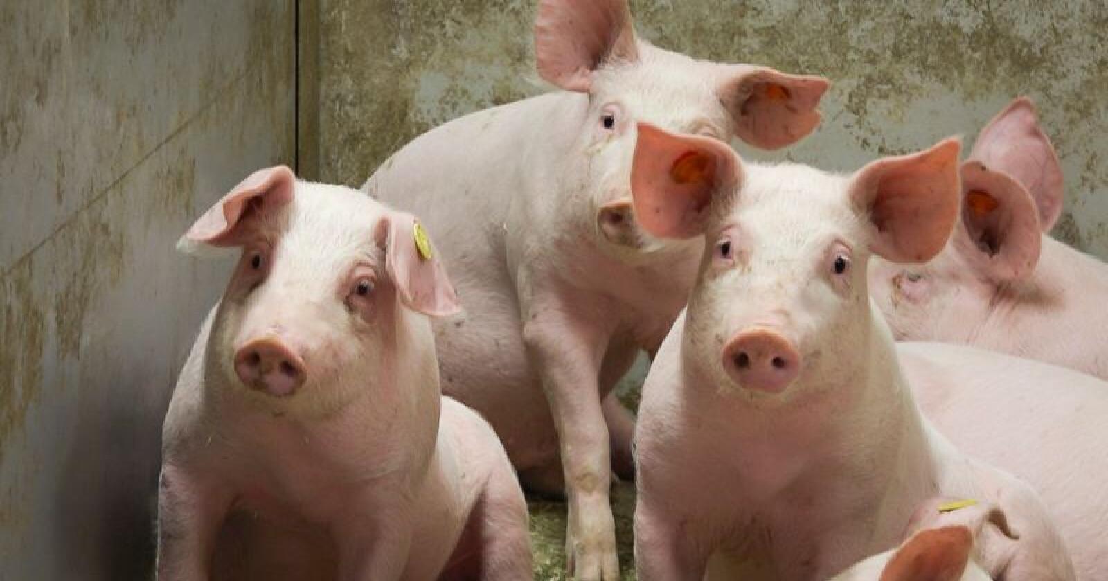 Debatten om hvordan det egentlig står til med dyrevelferden i norsk svineproduksjon, har blusset opp igjen. Grisene på bildet har ikke noe med den nye NOAH-filmen å gjøre. Illustrasjonsfoto: Hallfrid Simonsen