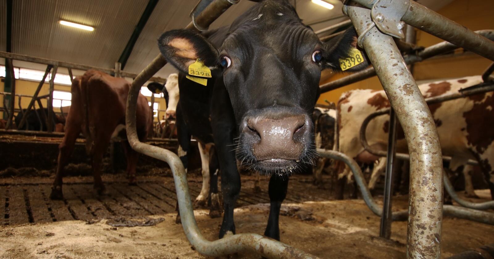 SNITT: Denne kua i fjøset til Livar Nedrebø er trolig med å dra avdråttssnittet til norske melkekyr opp. Det er nå på 8 673 kilo EKM. Foto: Dag Idar Jøsang