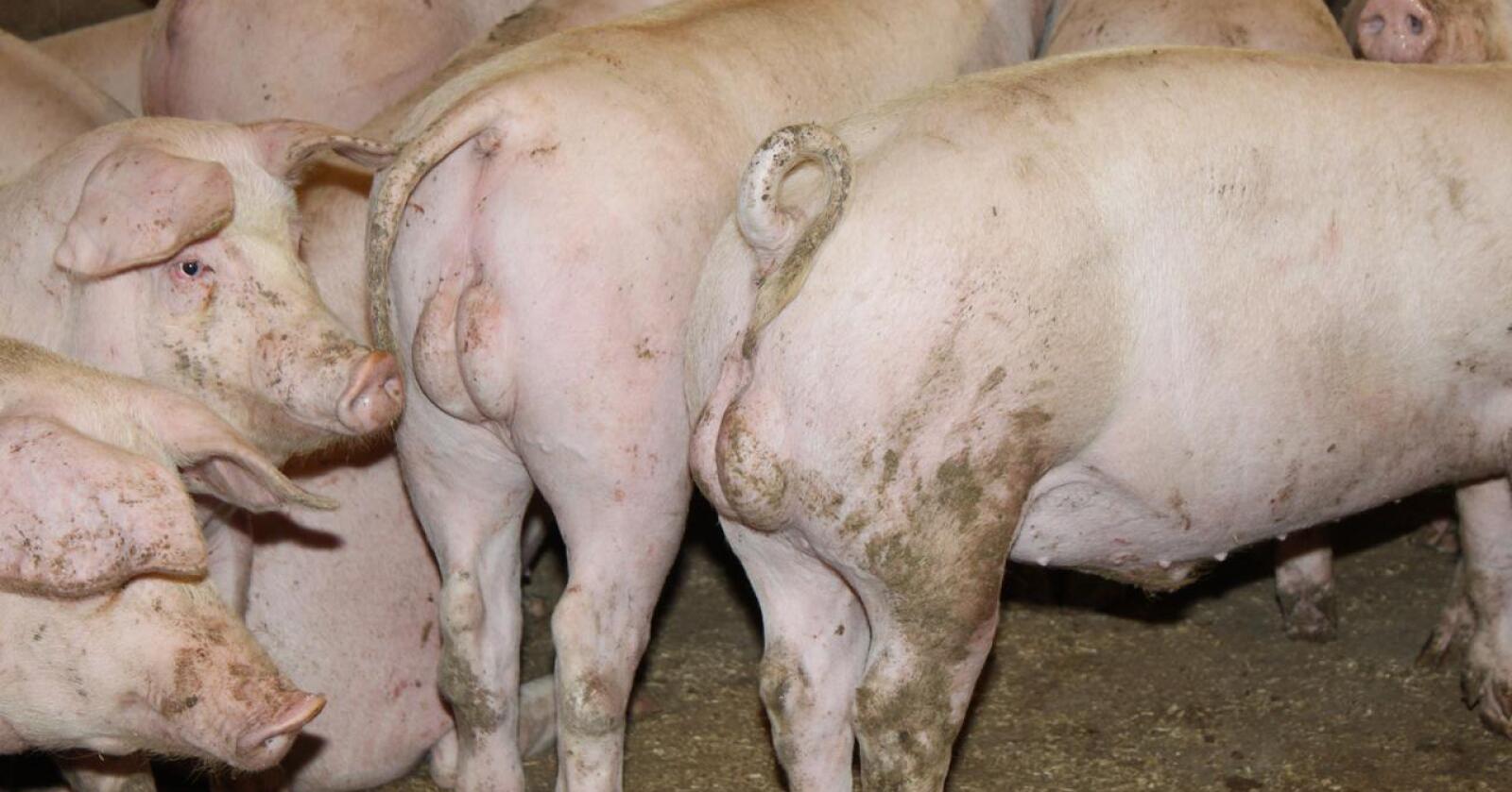 RÅNELUKT: Med bruk av genredigering kan snart amerikanske svineprodusenter ha griser som ikke må kastreres for å unngå rånelukt i kjøttet. Spørsmålet er om forbrukerne vil ha det. 