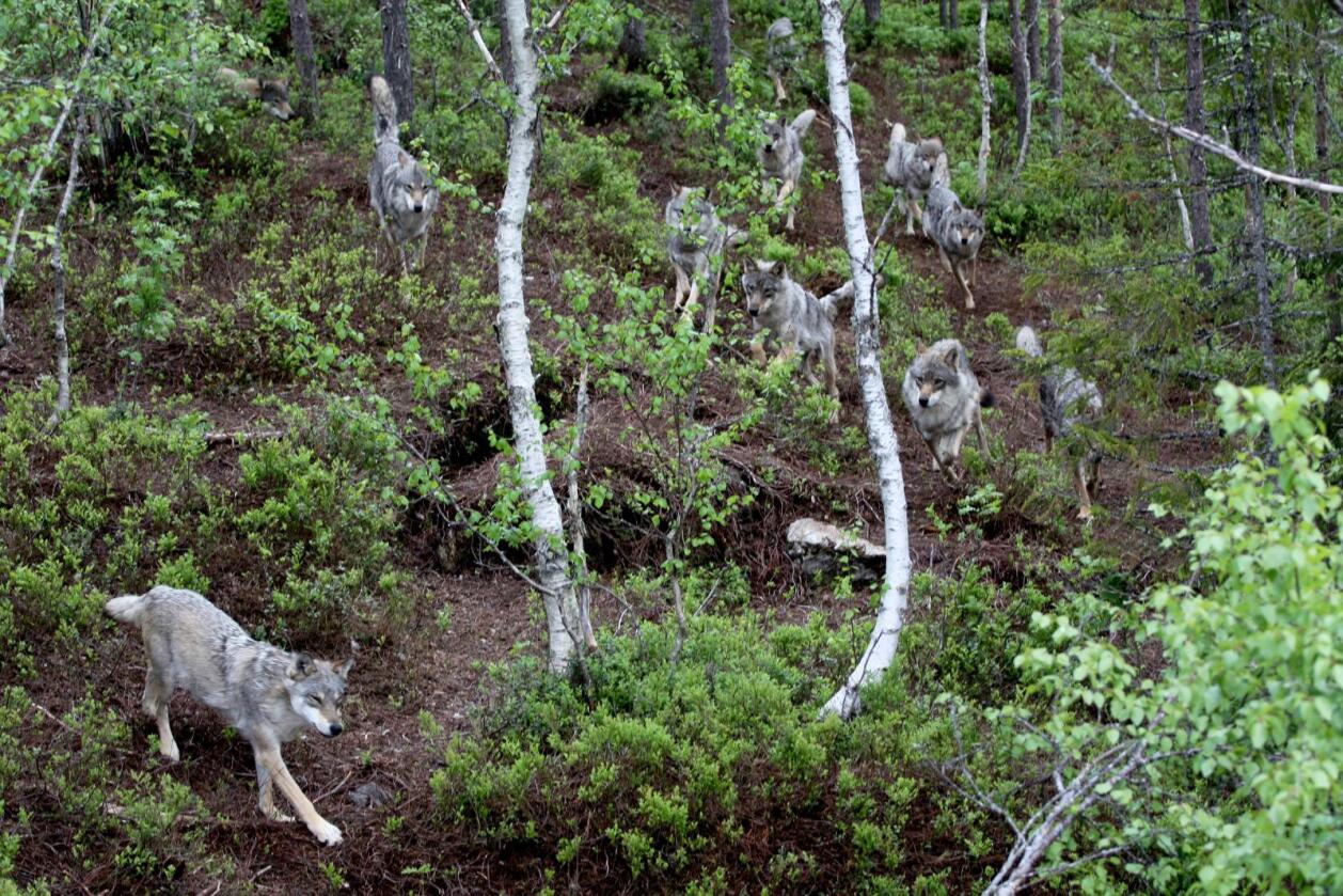 Skal bli testa: Stortinget går inn for ei «uavhengig utredning av den genetiske opprinnelsen til ulvestammen i Norge». Desse ulvane lever i Namsskogan familiepark. Foto: Kjetil S. Grønnestad