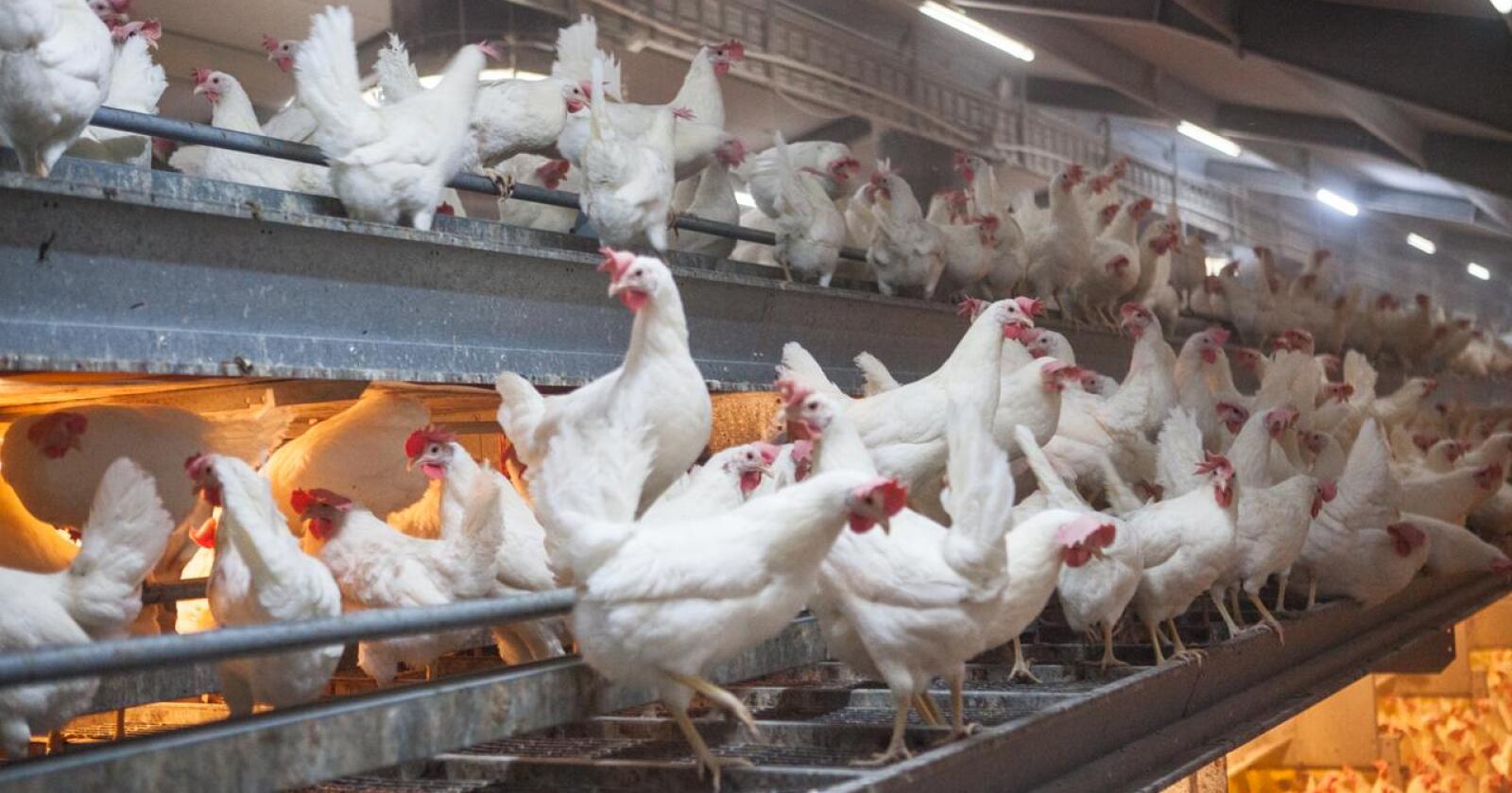 Brudd: Brystbeinbrudd hos høner har vist seg å være et globalt problem. I den danske undersøkelsen ble alle hønene obdusert etter endt eggproduksjon for å avdekke eventuelle brudd. (Illustrasjonsfoto: Karianne Fuglerud Ingerø, NFL)