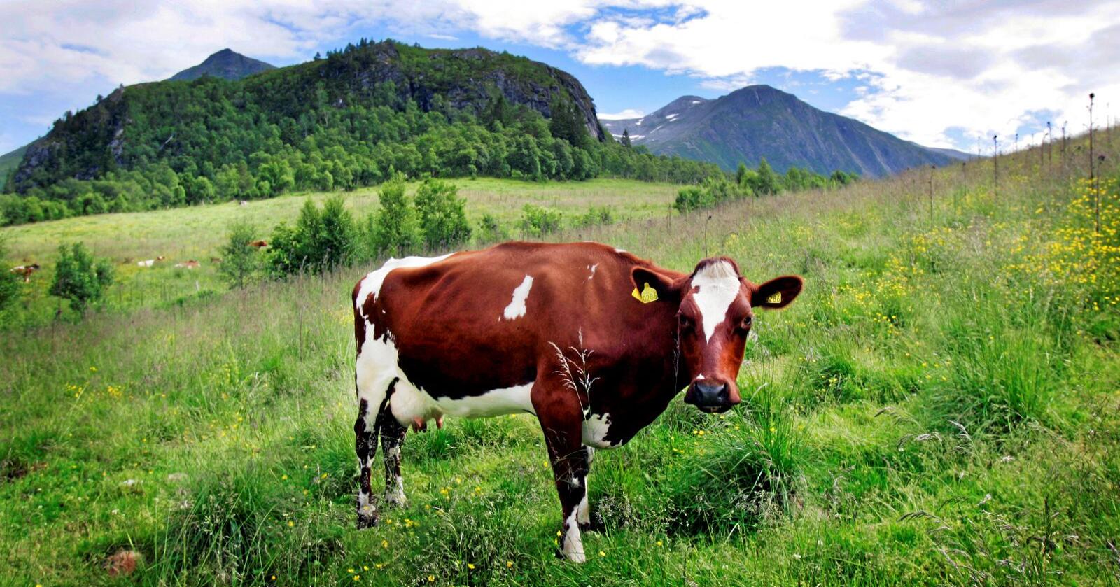 Matsikkerhet: Bruk av beite i inn- og utmark til kjøtt og melkeproduksjon en viktig del av vår matsikkerhet, skriver Margaret Eide Hillestad. Foto: Lise Åserud / NTB