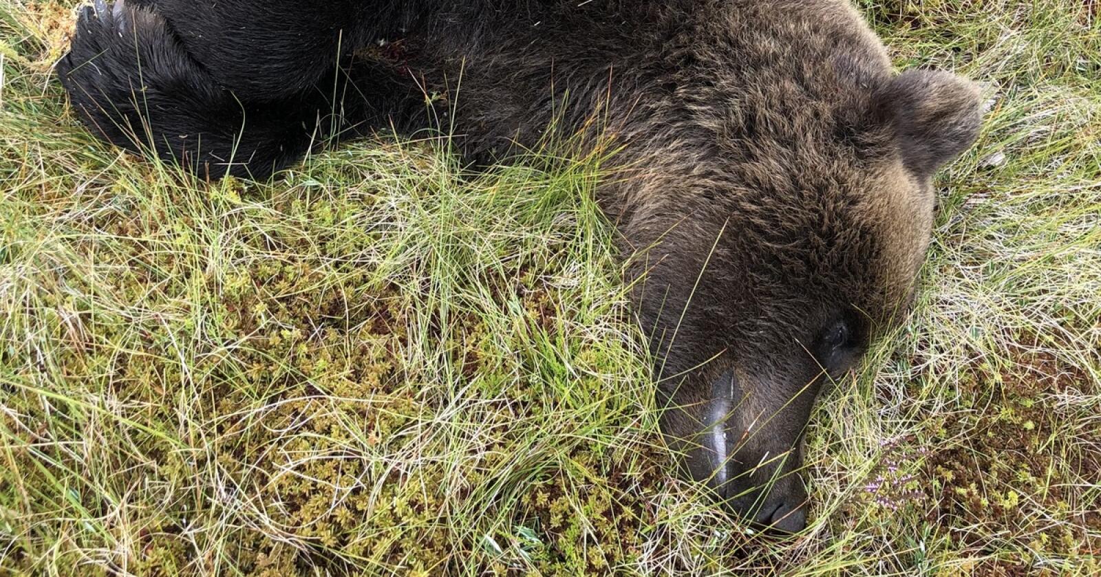 Denne hannbjørnen på 110 kg ble felt tirsdag. Foto: Jonny Rustad