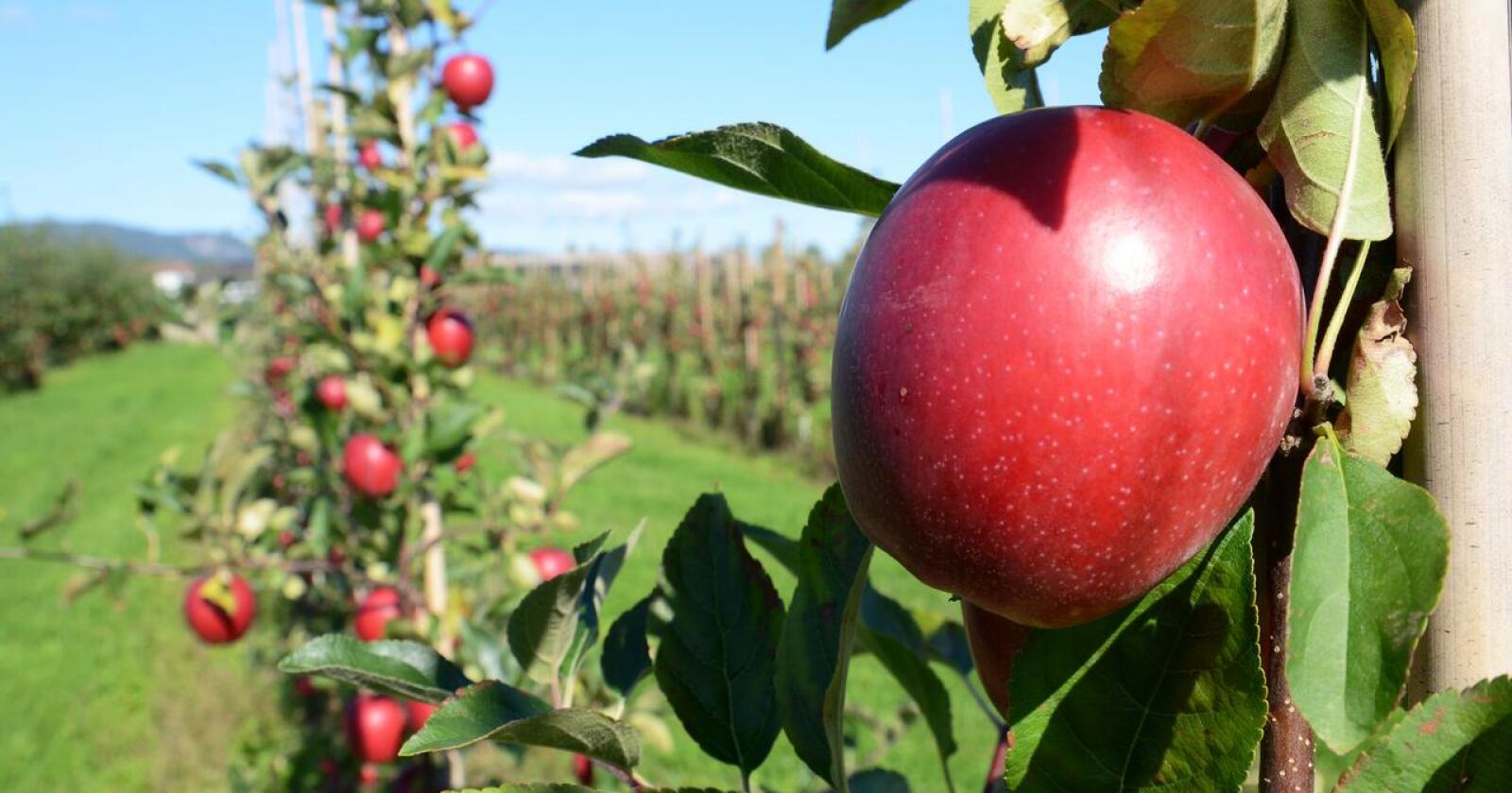 Frukt- og bærproduksjonen falt markant i 2020. Det skyldtes ikke minst dårlige forhold for eple og plommer, hvor de store volumene ligger. (Arkivfoto)