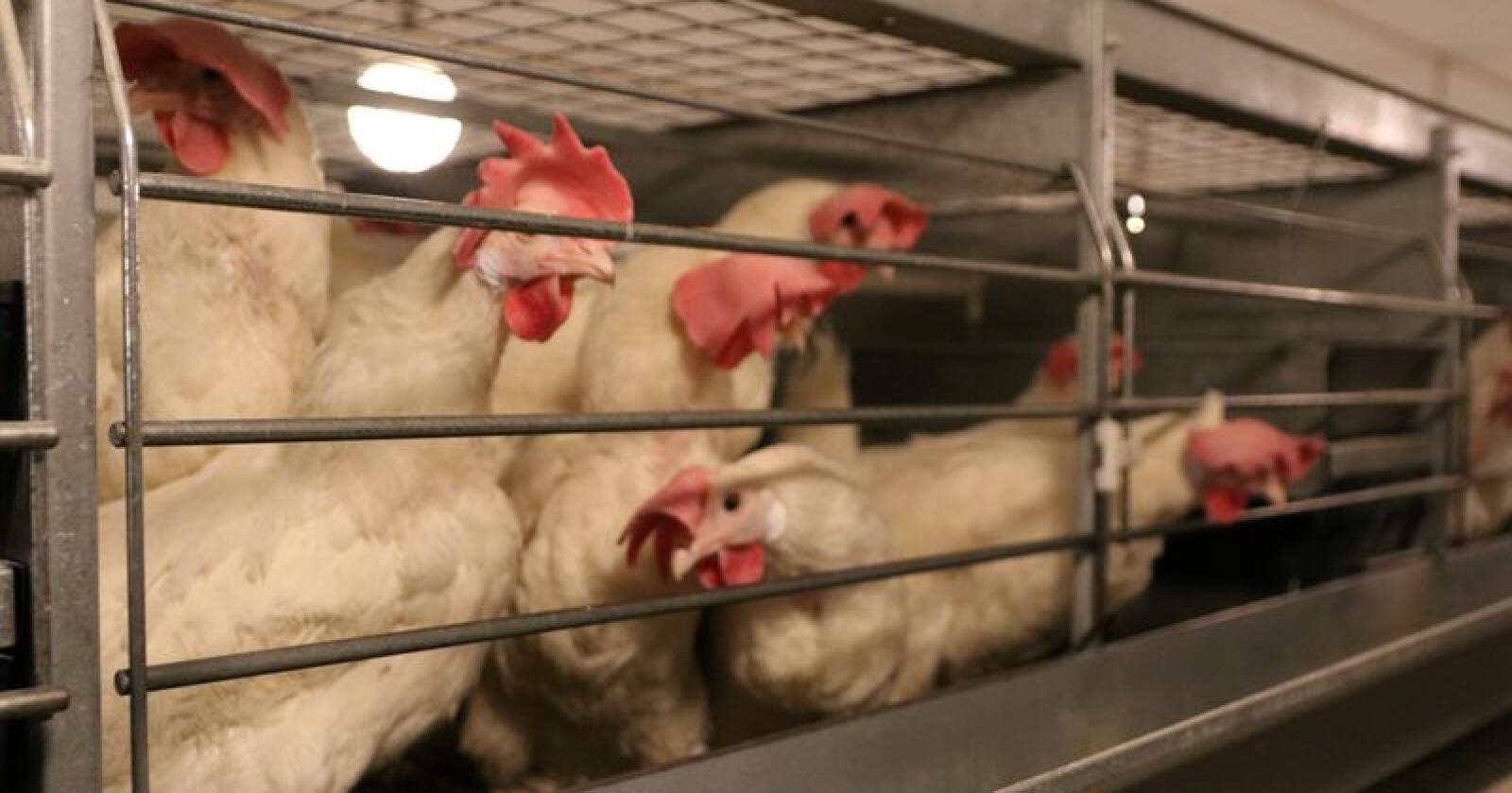 Fra 1. januar må eggprodusenter kunne dokumentere at dyrevelferden er i tråd med et nytt dyrevelferdsprogram. Foto: Øystein Heggdal