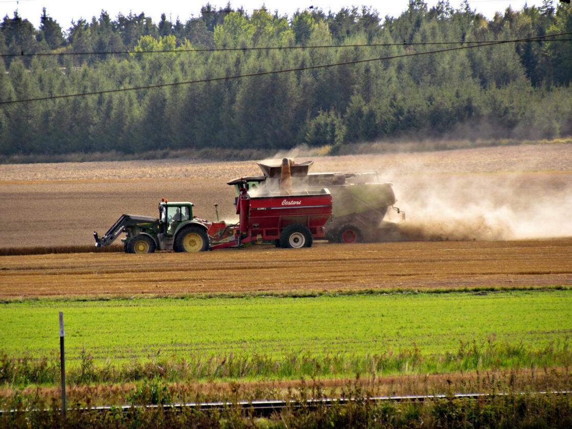 KORN: Svenske kornbønder kan glede seg over at kornåret blir over gjennomsnittlig godt de fleste steder. Foto: Pia Nyman/Mostphotos