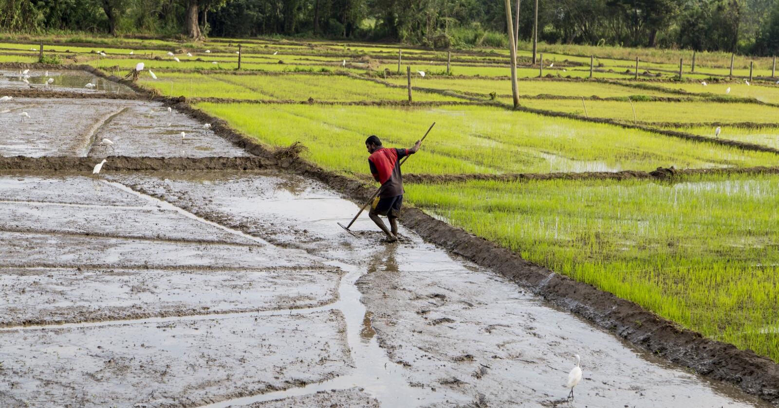 Sri Lankas risproduksjon falt med 20 prosent på seks måneder. Landet gikk fra å eksportere ris til å måtte importere ris for en halv milliard dollar. Foto: Boggy/Mostphotos
