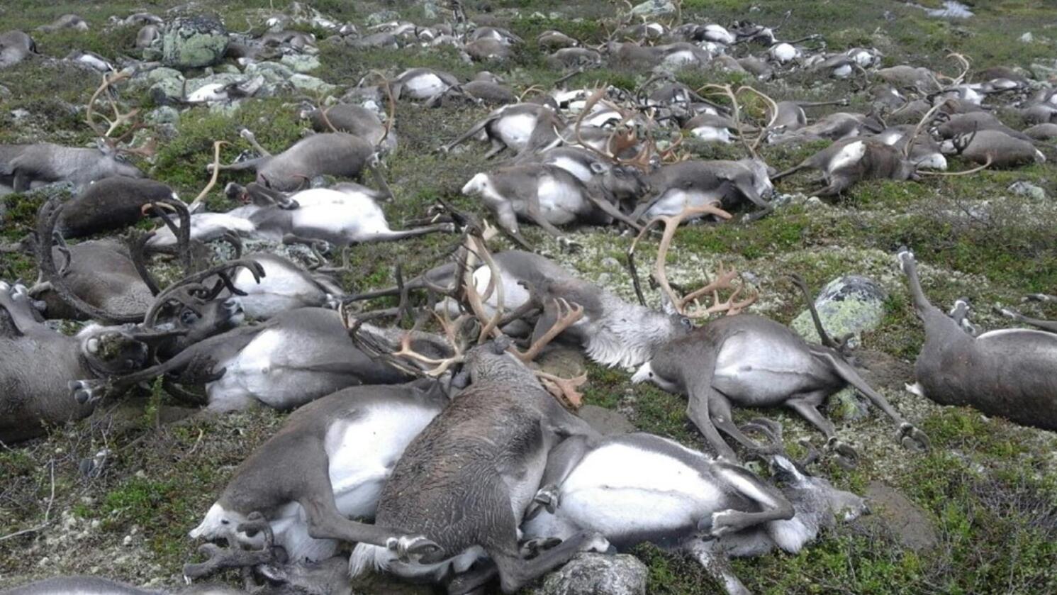 Lynnedslag er trolig årsaken til at 322 reinsdyr ble funnet døde på lite område sør på Hardangervidda. En jaktoppsynsmann oppdaget dyretragedien på en rutinetur i fjellet. Foto: Håvard Kjøntvedt / Statens naturoppsyn / NTB scanpix
