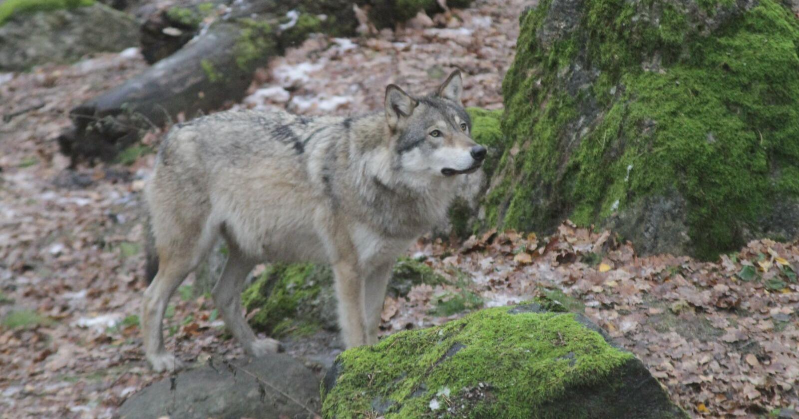 Rovdata er rimelig sikker på at det var den svenske ulven som tok to reinsdyr i Stjørdal 9. januar i år. Illustrasjonsfoto: Mostphotos