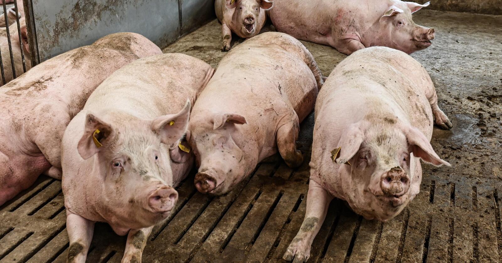ASF: Polsk svineproduksjon sliter med ASF. Illustrasjonsfoto: Marie Hatlevoll