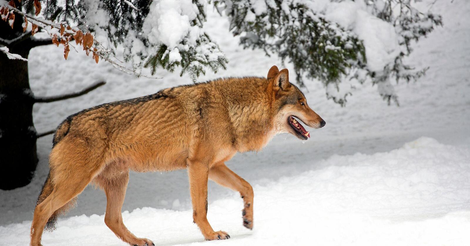 Noen bør være veldig, veldig skamfulle hvis de lar rovviltnemndenes fellingstillatelser av ulv denne vinteren bli stående, skriver lederen for Bygdefolk for rovdyr. Foto: Mostphotos