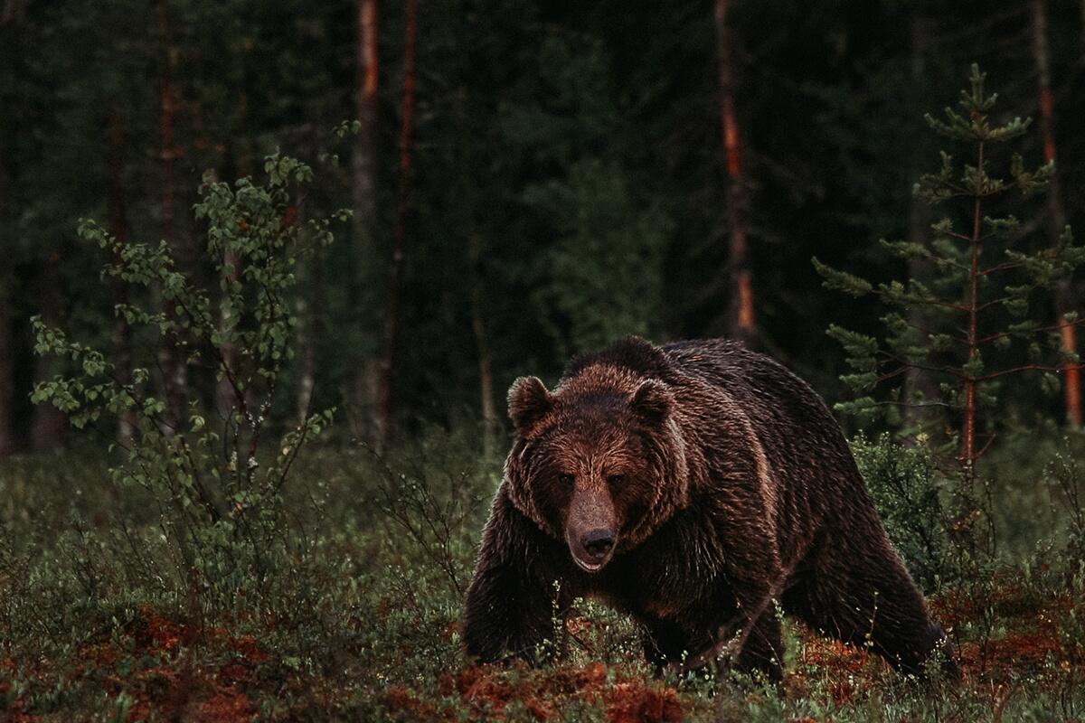 Bjørnen kan virke skremmende, men den er mer redd for oss enn vi trenger å være redd for den. Foto: Alexander Kopatz, NINA