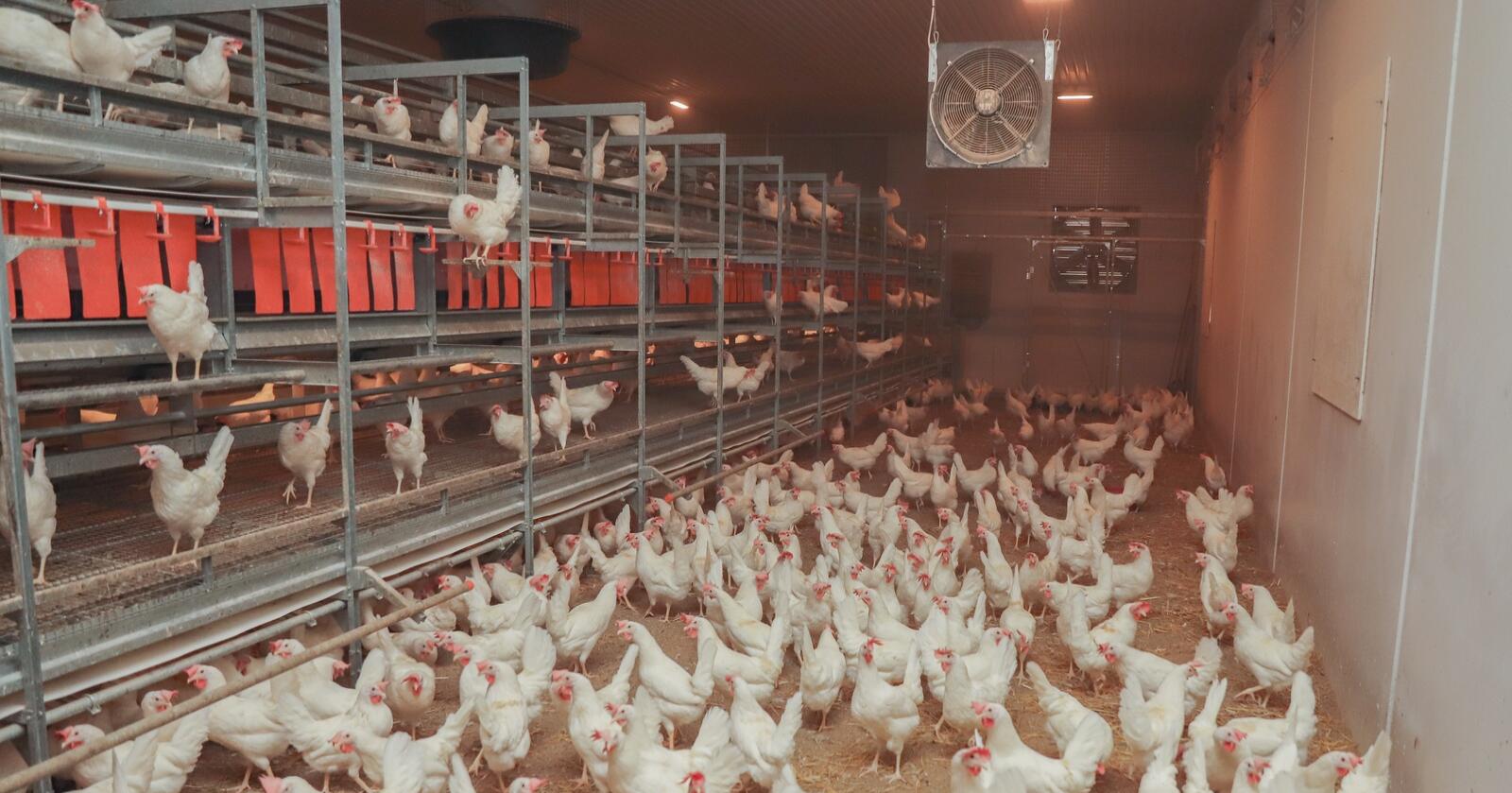 Eit av biprodukta ved eggproduksjon er hannkyllingar som ingen vil ha. Foto: Karianne F. Ingerø, Norsk Fjørfelag