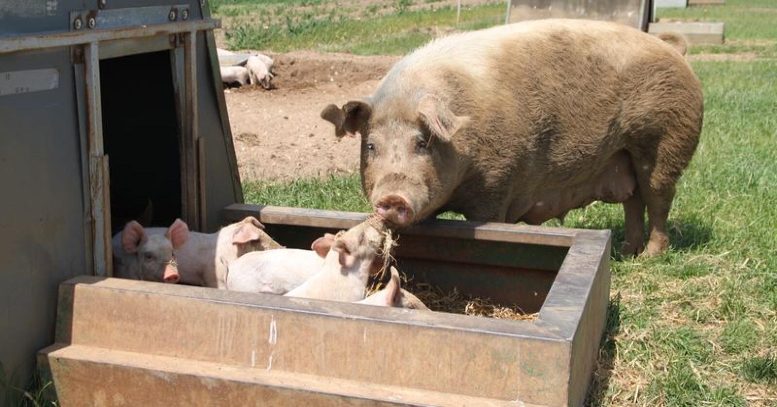 Kina er fra før Storbritannias største marked for eksport av svinekjøtt. Men etterspørselen etter griselabber, ellers svineføtter, er noe nytt. På bildet sees britisk frilandsgris. Illustrasjonsfoto: Øystein Heggdal/Norsk Landbruk