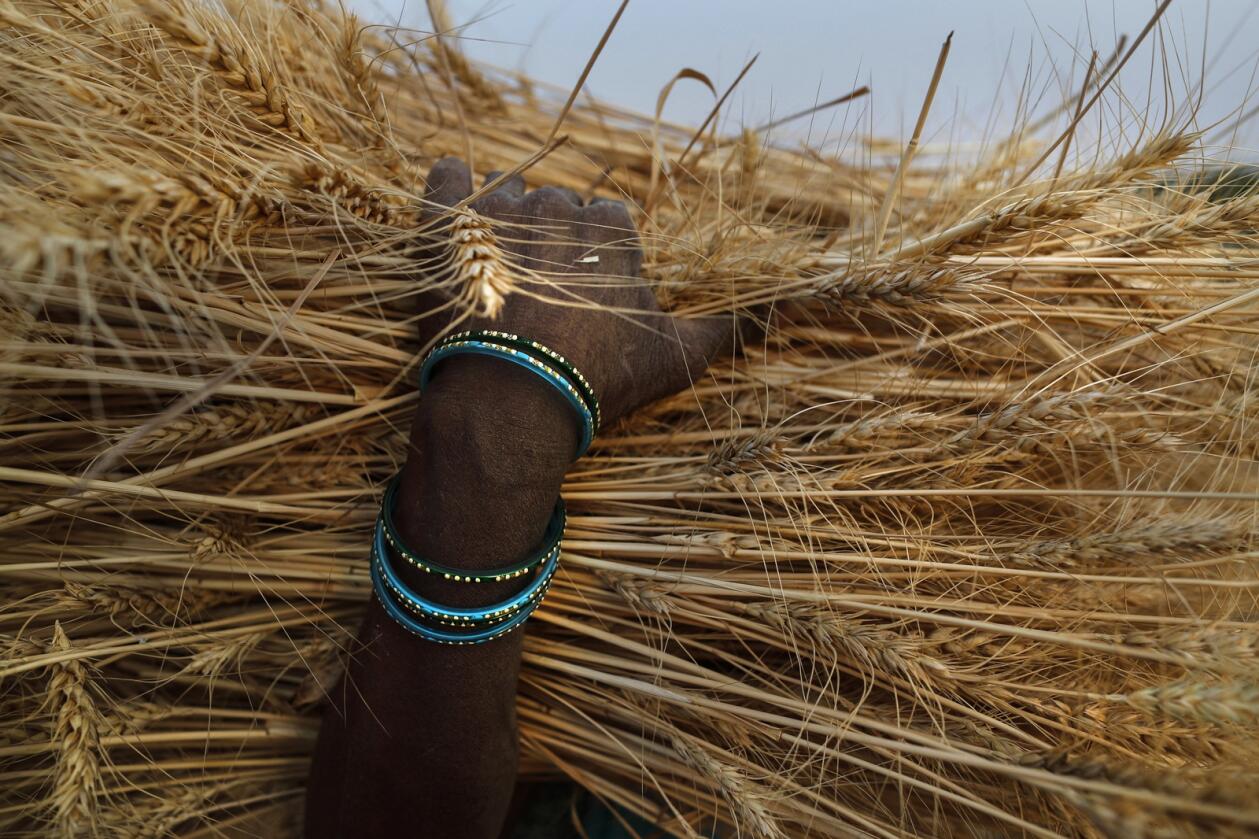 India stopper eksporten av hvete for å sikre tilgang til egen befolkning.  Foto: AP Photo/Rajesh Kumar Singh