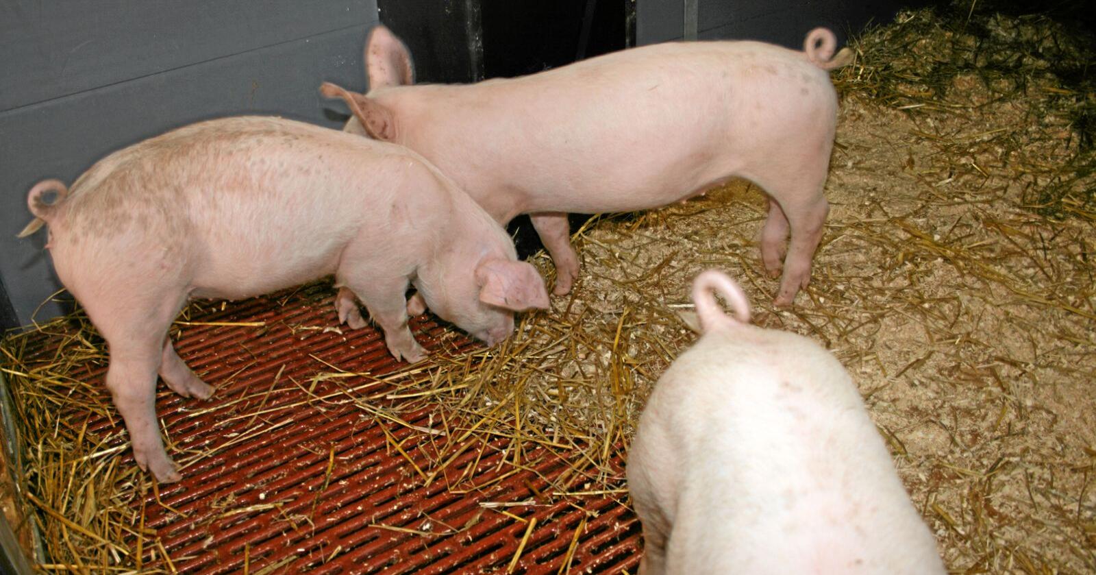 Svinemanko: Produksjonen av svinekjøtt her i landet er mindre enn etterspørselen. Det fører til tollkutt for å sikre nok ribbe til jul. Foto: Bjarne Bekkeheien Aase