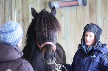 Hestens valg: 16 hester på Alstadhaug gård kan under ulike værforhold velge mellom å stå ute, å gå inn i et rom med varmelampe, eller å gå inn i et rom uten varmelampe. Forskere i Bioforsk registrerer hestens atferd og oppholdssted. Foto: Bioforsk