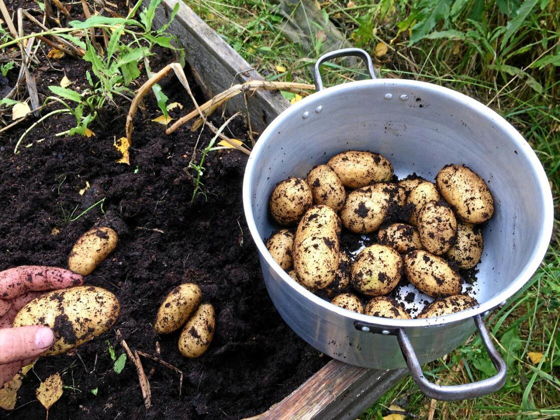 Egen matauk: For å lykkes med dyrking av poteter er det viktig å bruke friske settepoteter.  Foto: Lars Johan Wiker