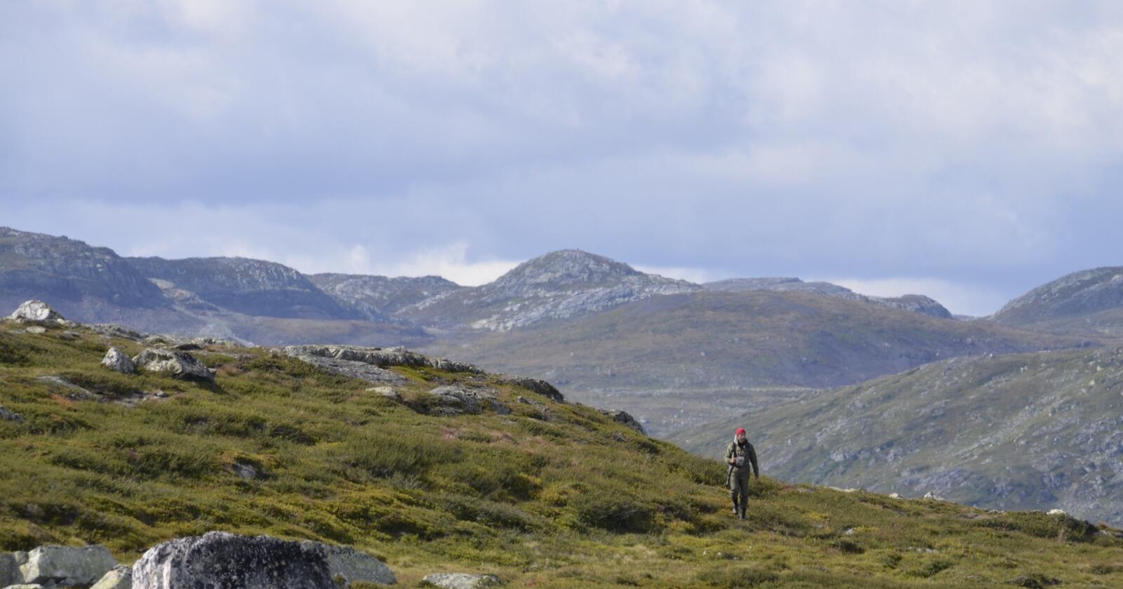 Villreinjakta på Hardangervidda er utvida til 7. oktober. Foto: Gunnar Hansli 