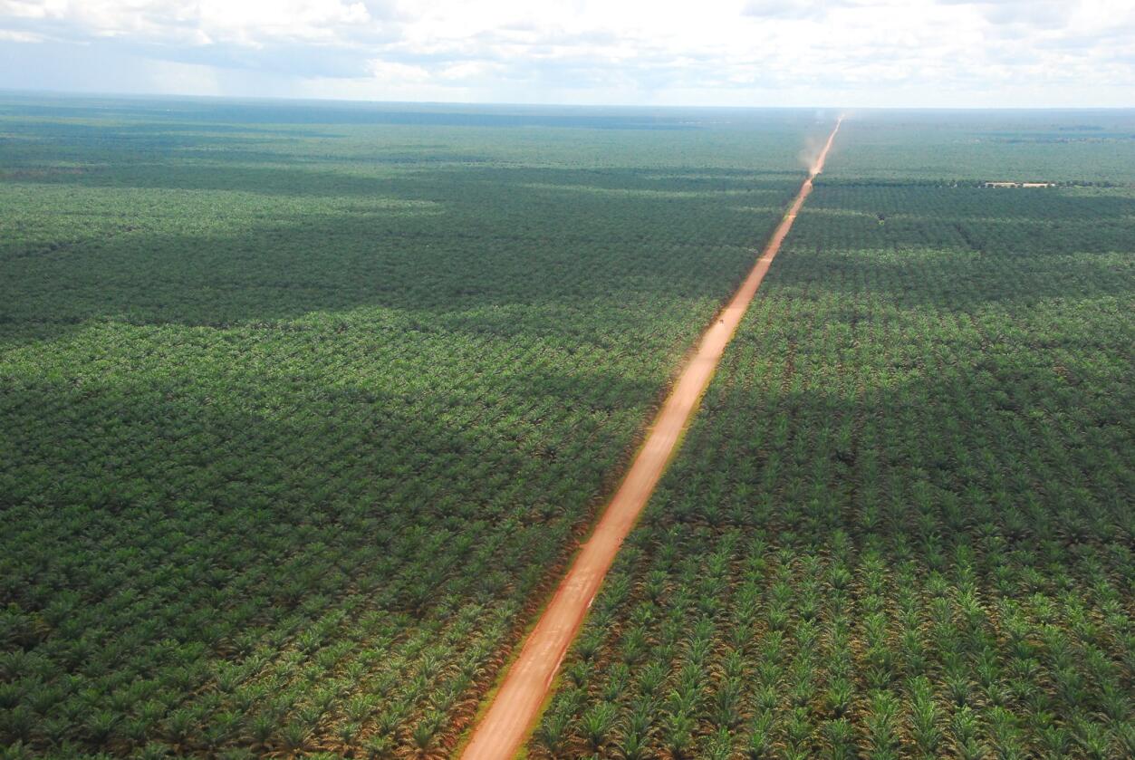 Palmeoljeproduksjon er en stor utfordring for regnskogen i Sørøst-Asia. Her bilder fra Indonesia. 