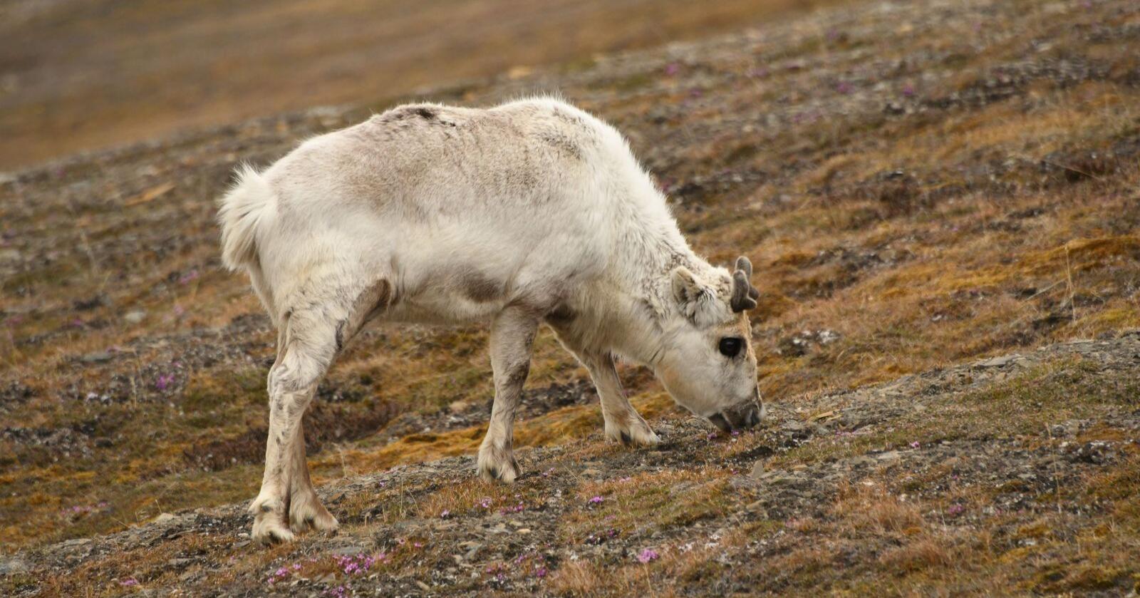 Truer villreinen i Arktis. Regn vinterstid fører til at det legger seg et islag oppå bakken. Dette gjør at villreinen ikke klarer å grave seg ned til lav og andre planter den livnærer seg av vinterstid. Her villrein på Svalbard. Foto: B.K. Sandercock