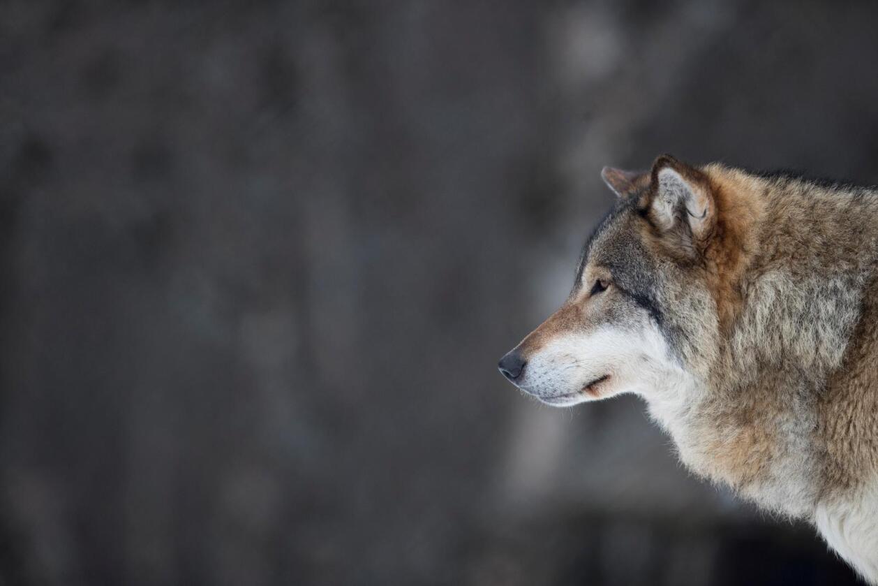 Lisensfellingsperioden innenfor ulvesonen gjelder fra 1. januar til og med 15. februar 2018. Fellingsperioden av ulv utenfor sonen er fra 1. oktober i år til 31. mars 2018. Foto: Heiko Junge / NTB scanpix