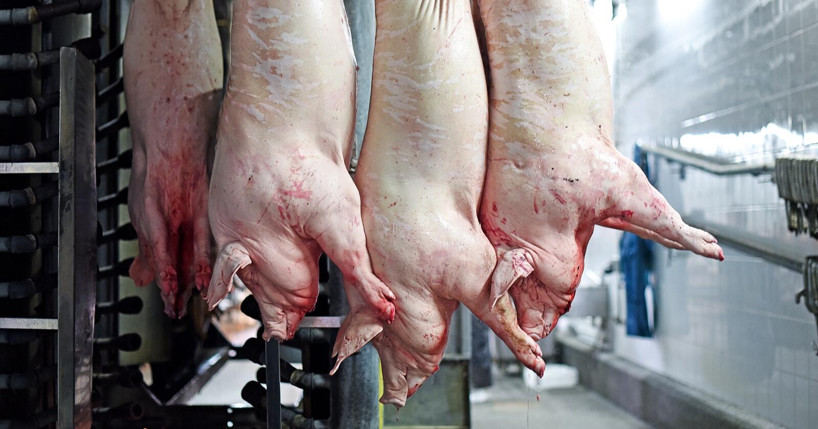 Dyrere: Sverige og Finland er de landene som ligger nærmest Norge i dyrevelferd på gris, men importkjøttet derfra er langt dyrere enn det man får fra for eksempel Tyskland. (Illustrasjonsfoto: Ninel Naidiuk, Mostphotos)