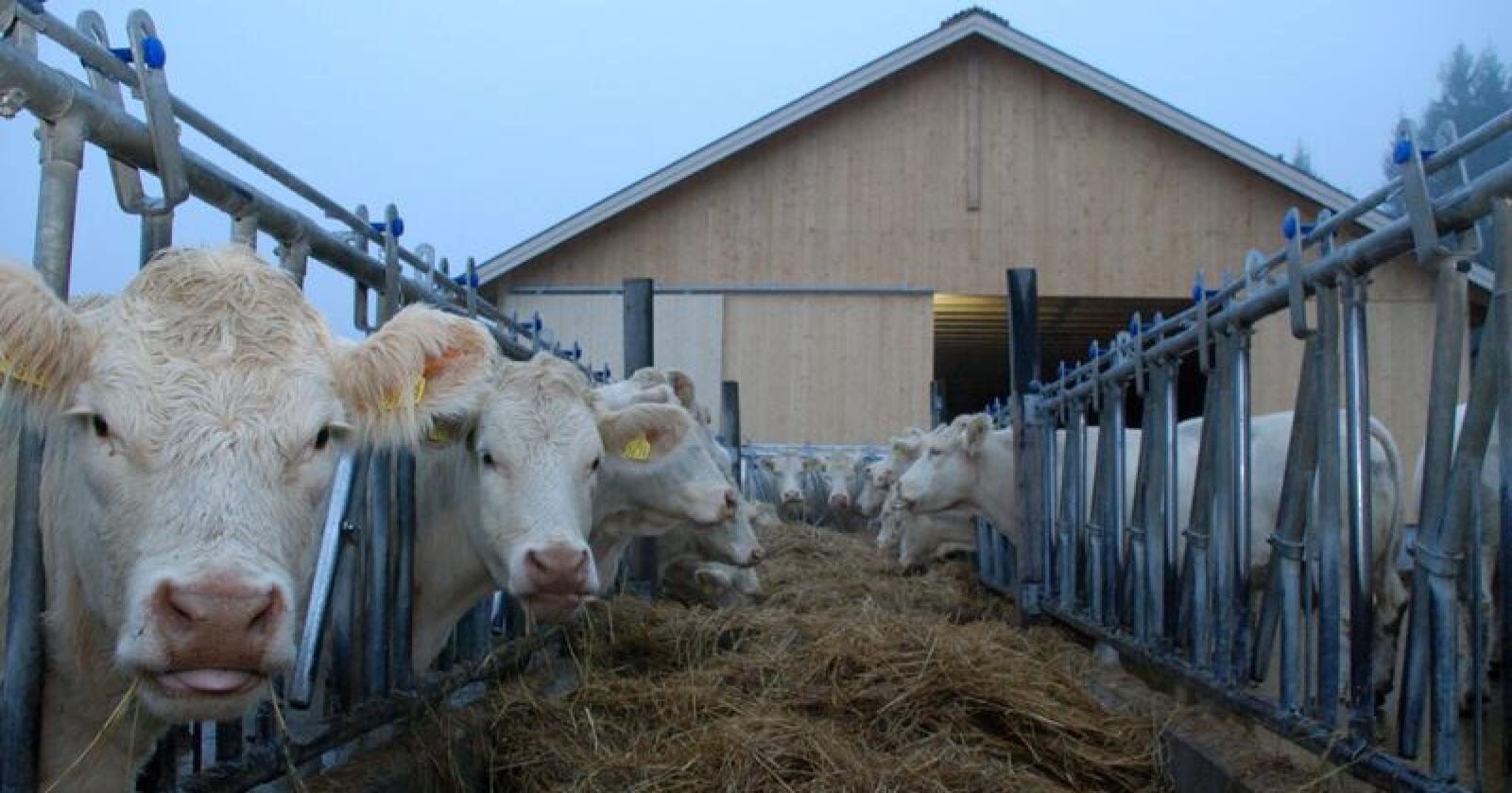 3280 husdyrprodusenter fikk nylig tilsendt et spørreskjema om dyrevelferd. Forskere vil vite mer om hvordan situasjonen oppleves fra bondens side. (Illustrasjonsfoto)