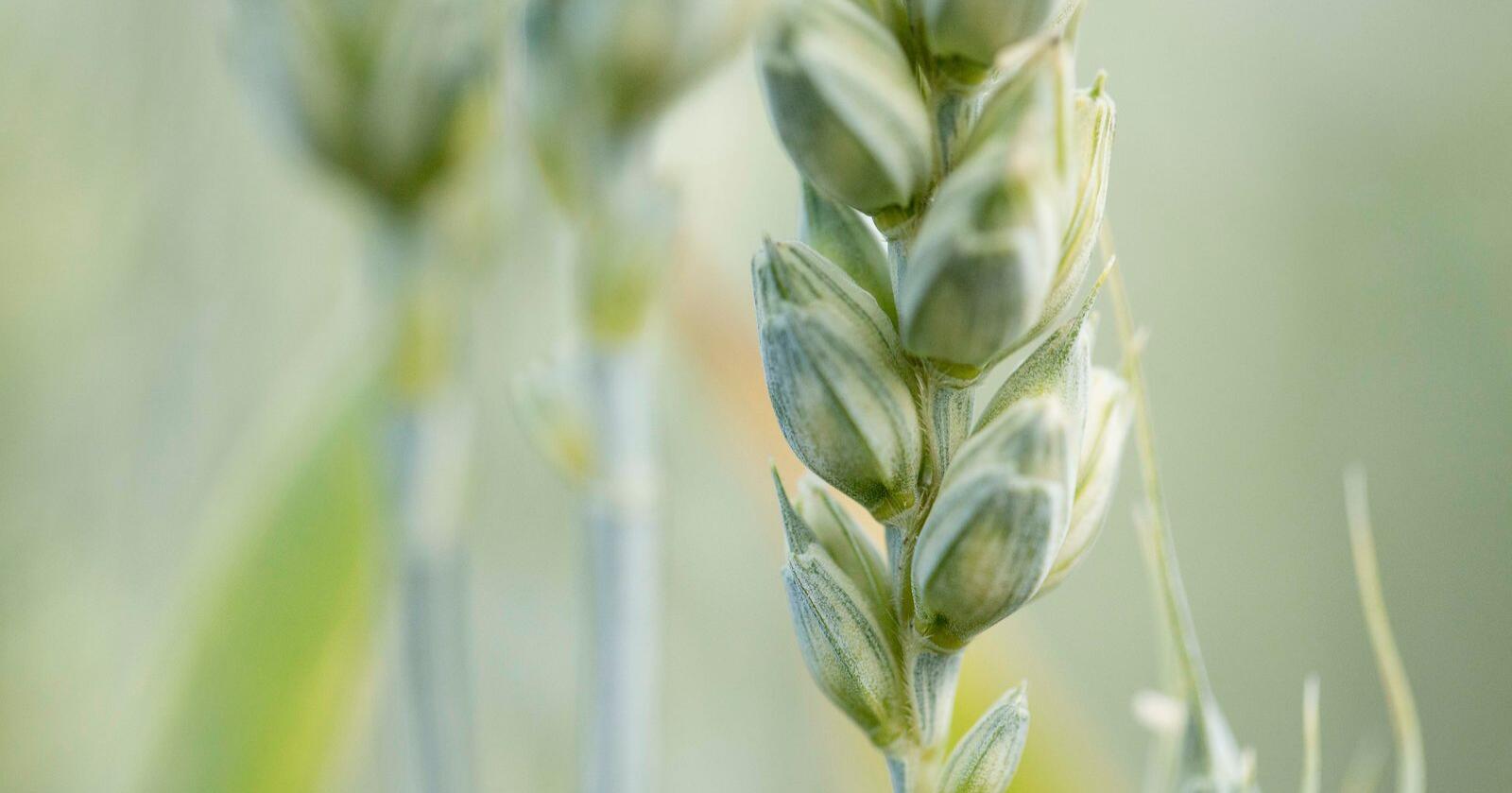 Mais og hvete har endret rotsystem for å økt toleransen for tørke. Foto: Håkon Sparre / NMBU