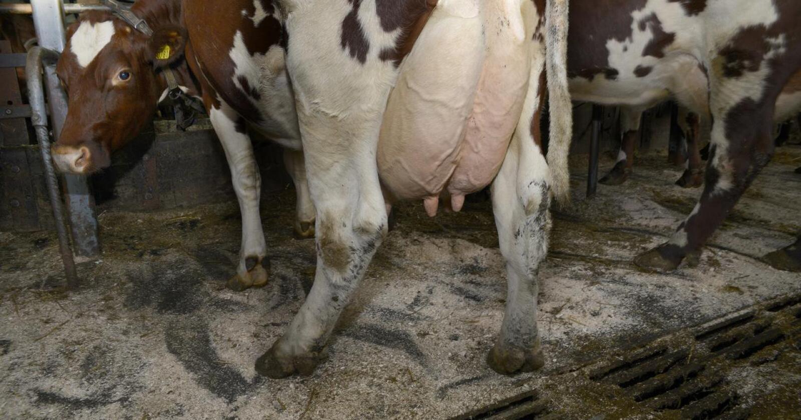 Barnehagebarn ble smittet av campyrobacter etter å ha drukket rå melk under et gårdsbesøk.  Illustrasjonsfoto: Mariann Tvete