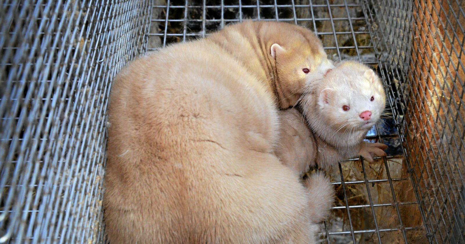 Undersøkelser tyder på at mink kan bli smittet av korona. Foto: Siri Juell Rasmussen