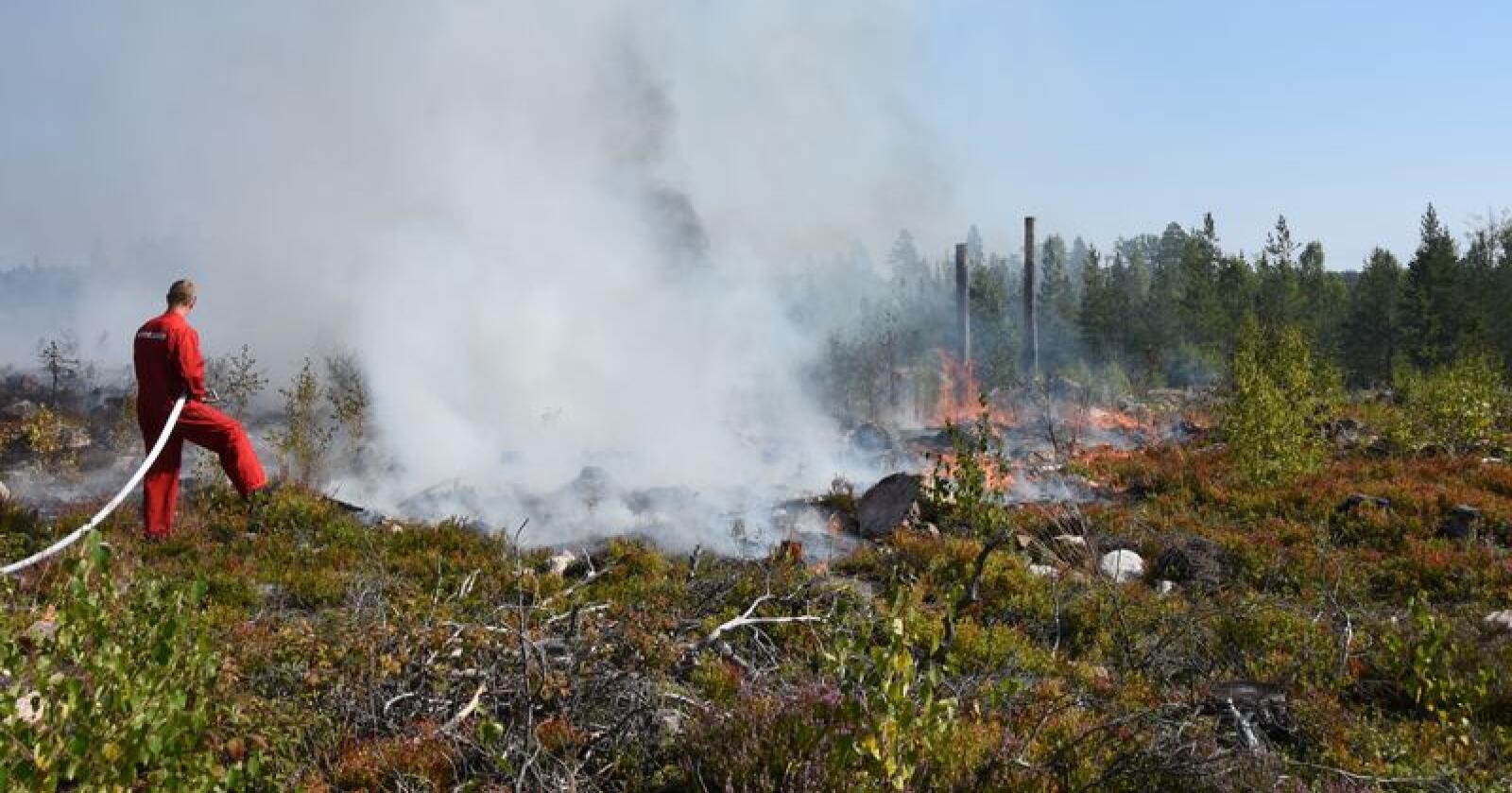 Ifølge Direktoratet for samfunnssikkerhet og beredskap, oppstod det i fjor sommer så mange som 2000 skog- og gressbranner i Norge. Men naturen har en helt egen evne til å hente seg inn igjen. Foto: Mostphotos