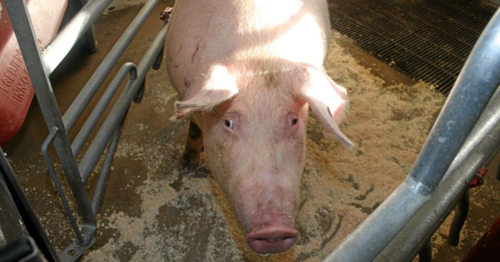 Utkjøp: Overskotet av svinekjøtt og store tap for svinebøndene fører til at moglege utkjøpsordningar skal opp til vurdering. Foto: Bjarne Bekkeheien Aase