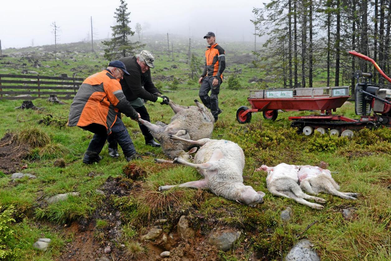 Stor skade: Hadeland er det hardest rammede enkeltområdet i år. Nesten 250 sauer er tatt av ulv i området gjennom hele beitesesongen. Foto: Mariann Tvete 