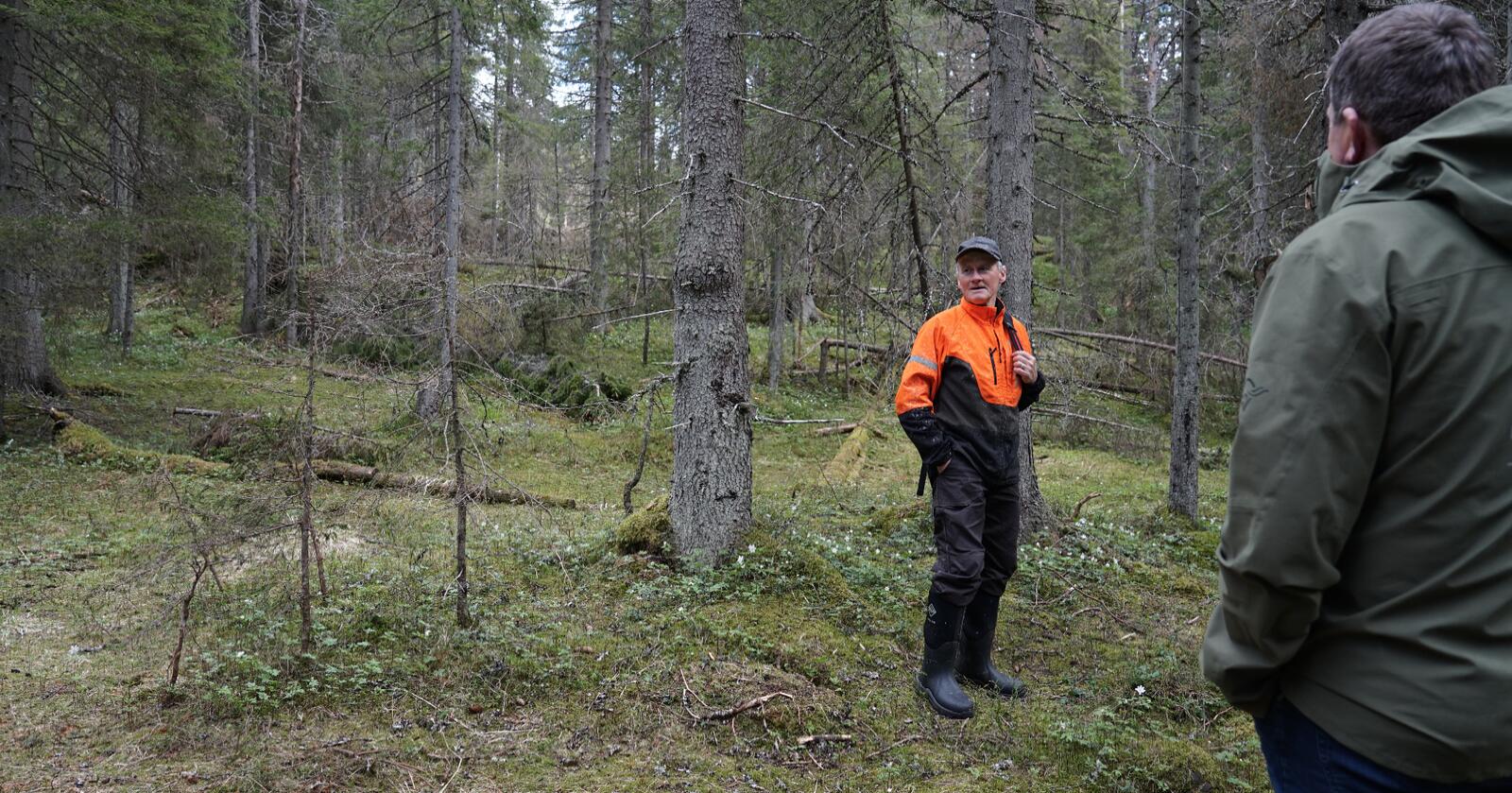 Pussig: Noen har feilregistrert en rødlistet art i skogen til Olaf Godli. Det skaper trøbbel for skogbruket. Foto: Andrea Sørøy