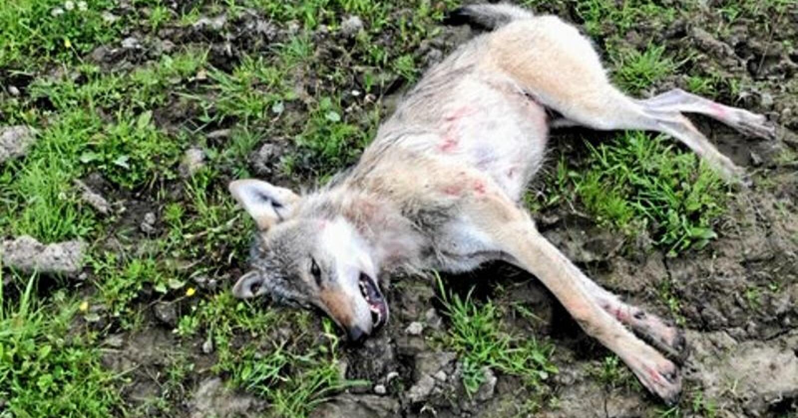 Ulven som ble skutt av en bonde i Sør-Odal tirsdag. Foto: Politiet i Innlandet.